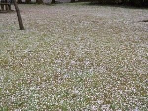 DSCF3399